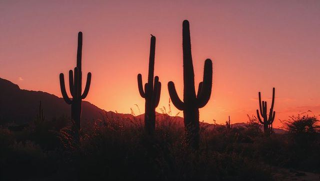 Dramatic Saguaro Silhouettes at Sunset in Desert
