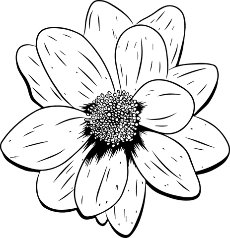 minimalistic floral line art with transparent background - Download Free Stock Videos Pikwizard.com