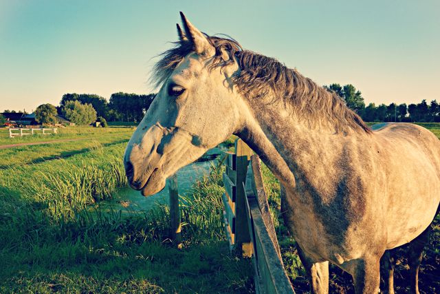 Gray horse in lush green pasture standing near wooden fence, gazing towards the distance. Sunlit countryside setting highlights natural beauty and peaceful rural life. Ideal for themes focusing on agriculture, farm life, animal husbandry, or country living.
