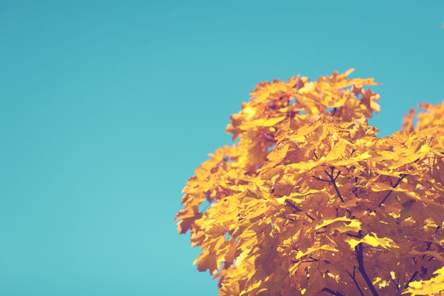 Vivid autumn leaves showcasing brilliant yellow hues contrast against a clear blue sky, capturing the essence of fall foliage. Perfect for seasonal greetings, nature-themed graphics, backgrounds, environmental campaigns, and designs celebrating the beauty of autumn.