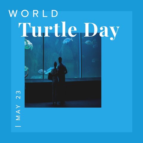 world turtle day aquarium observation highlighting conservation - Download Free Stock Templates Pikwizard.com