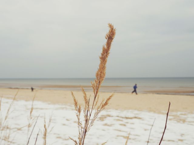 Close-up focus of golden beach grass with people walking in the blurry background on a snowy beach. Suitable for stock photos about nature, solitude, and peaceful winter coastal scenery. Ideal for website banners, blog posts about winter beach walks, mindfulness content, or environmental awareness campaigns.