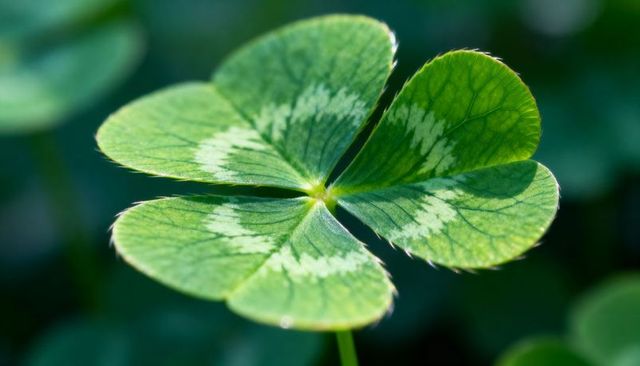 Macro four-leaf clover revealing heart-shaped leaflets, vein pattern and fine hairs