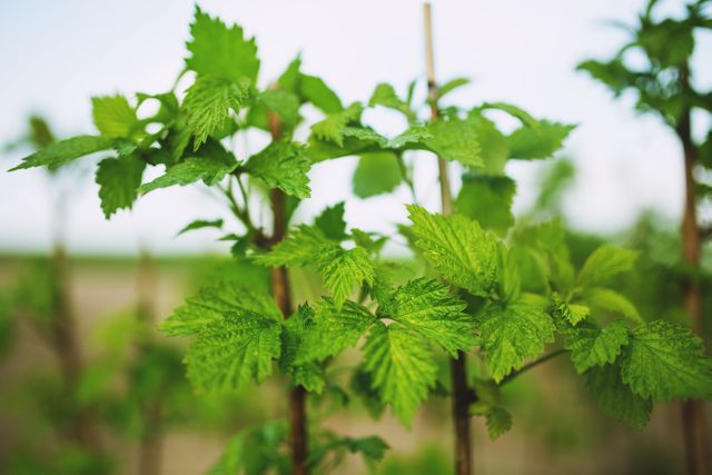 Shows fresh green raspberry plant leaves with a blurred background. Suitable for gardening layouts, agricultural blogs, nature-focused articles, and horticulture guides. Also useful for farm promotional materials or advertisements showcasing organic and fresh produce.