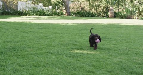 Playful Black Dog Carrying Pink Ball on Lush Green Lawn