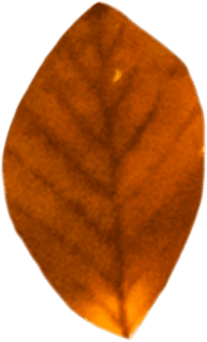 Digital Autumn Leaf on Transparent Background - Download Free Stock Videos Pikwizard.com