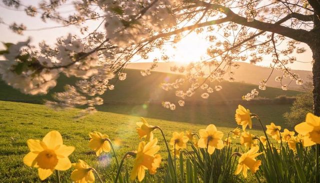 Backlit daffodils blooming and glowing in golden-hour meadow with sun rays