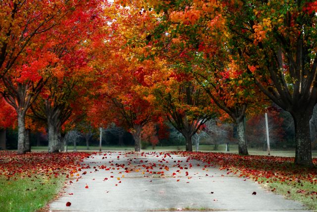 Stunning image of autumnal trees lining a pathway in a park. Vibrant red and orange leaves cover the trees and ground, creating a serene atmosphere. Perfect for use in seasonal promotions, travel brochures, websites focused on nature and outdoor activities, or as an inspirational background for social media posts.