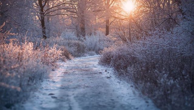 Winding snowy trail glowing at sunrise through frost-covered trees and winter undergrowth