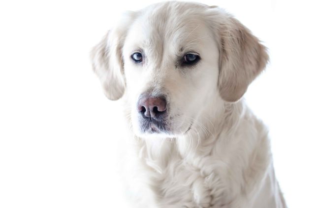 This close-up features a calm golden retriever against a white background, showcasing the dog's fluffy fur. Ideal for use in pet care articles, veterinary marketing materials, canine-themed merchandise, and décor. Also perfect for advertisements promoting dog food, pet grooming products, and animal rescue campaigns.