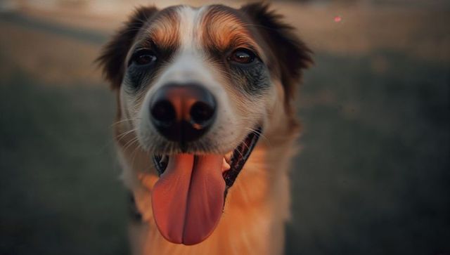 Panting dog close-up portrait during golden hour showing nose tongue friendly canine