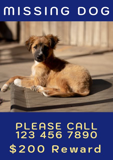 Poster alerting about a missing dog with a reward offer and contact details. Can be used for digital and print distribution to aid in the search of a lost pet. Beneficial for community bulletin boards, social media campaigns, and neighborhood meetings.