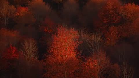 Dance of Autumn Colors in Overgrown Forest Setting
