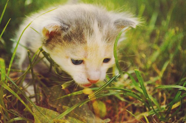 This image shows a small and adorable kitten exploring through green grass outdoors. Ideal for pet-centric content and can be used for themes focusing on pets, nature, and cuteness appeal. Perfect for use in articles, blogs, advertisements, and social media posts related to animals and pet care.