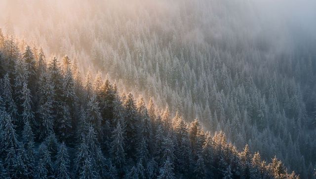 Sunlit Frosted Evergreen Ridge with Morning Mist on Alpine Mountain Slope