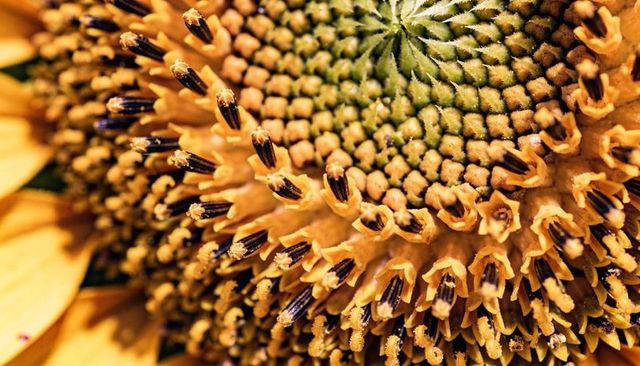Sunflower disk closeup revealing spiraled florets anthers pollen macro texture
