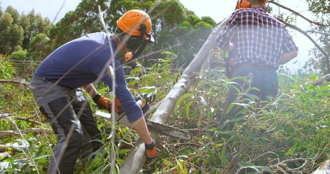 Tree Cutting with Chainsaw Team Improves Landscape - Download Free Stock Images Pikwizard.com