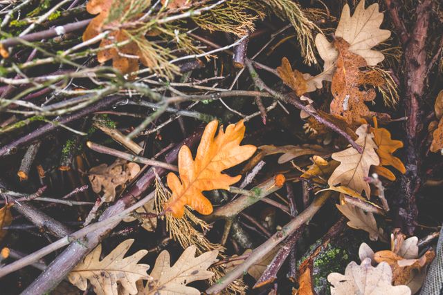 This picturesque image shows a close-up view of autumn leaves and twigs scattered on the forest floor. The warm hues of the fallen leaves combine beautifully with the natural textures of the forest debris, making it perfect for use in projects related to nature, seasons changing, or outdoor activities. Ideal for blogs, nature-related articles, seasonal promotions, and decorative prints.