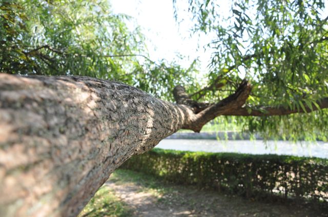 Close-up view of a tree branch extending over a pedestrian pathway with lush greenery in the background. This image is perfect for conveying themes of nature, tranquility, and the beauty of natural landscapes. Ideal for use in environmental publications, nature blogs, or promotional materials for parks and outdoor activities.