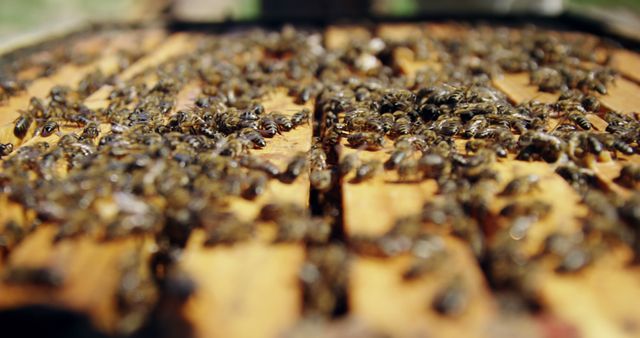 Bees clustered on wooden beehive frames, highlighting importance of pollination and honey production. Suitable for beekeeping instructional content, nature documentaries, and educational materials about insect behavior and environmental conservation.