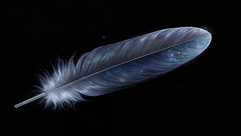 Floating iridescent blue-gray feather showing delicate vane, rachis and downy base