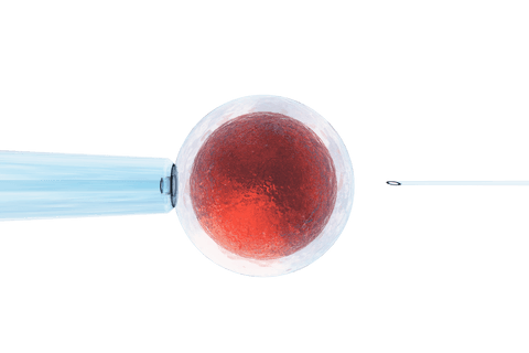 transparent human egg with intracytoplasmic sperm injection process - Download Free Stock Videos Pikwizard.com