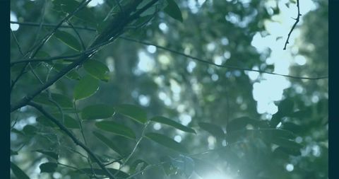 Sunlight Through Woodland Foliage with Subtle Lens Flare