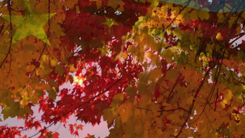 Animation of Autumn Leaves Over The Flag of China