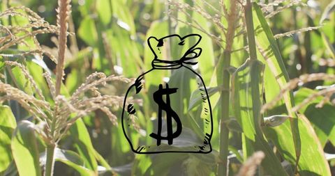 Money bag doodle overlaying sunlit cornfield symbolizing farm profits, investment