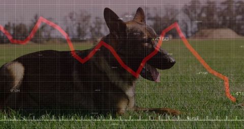 German Shepherd Lying in Field with Financial Chart Overlay