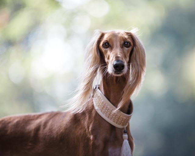 Depicts a graceful Saluki dog with long ears looking at camera outdoors. Can be used in pet and animal-themed materials, veterinary websites, or advertisements for dog products. Ideal for illustrating elegance and loyalty in dogs. Beautiful for nature backgrounds or showcasing sighthound breeds.