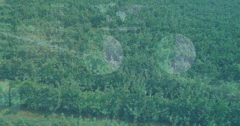 Showing elevated orchard rows through vehicle window with glass reflections and dirt path