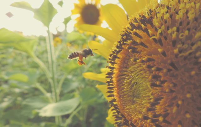 A beautiful close-up of a bee pollinating a sunflower under sunlight in a green field. Ideal for nature lovers, environmental content, and educational materials about pollination and agriculture.