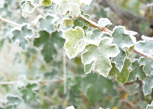 Frost-Covered Leaves on Branches in Early Morning - Download Free Stock Photos Pikwizard.com