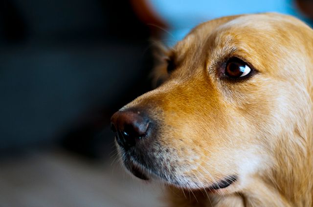 Dog lovers and pet-related brands can use this image to evoke warmth and loyalty. Perfect for veterinary websites, pet adoption centers, or any business that caters to animal care. This close-up shot highlights the dog's soulful expression, making it suitable for emotional marketing campaigns.