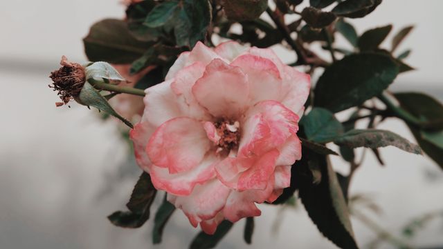 This image shows a close-up view of a pink and white rose flower with faded petals, captured in natural light. The details of the flower's texture and subtle coloration are prominent, with green leaves and muted background. Ideal for nature-themed projects, garden blogs, floral decor advertisements, or educational materials about plants.