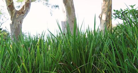 Bright Green Grass Blades in a Sunny Garden Setting with Tree Trunks