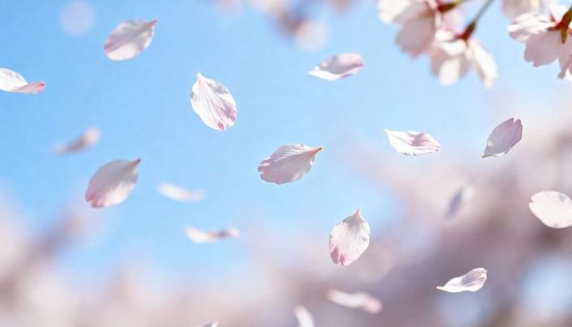 Drifting cherry blossom petals floating against clear blue sky with soft pastel bokeh