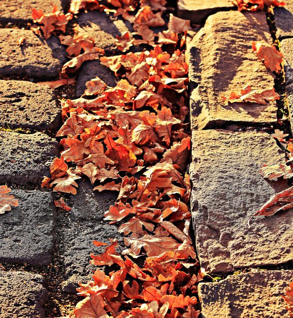 Abendstimmung autumn autumn colours brown - Download Free Stock Photos Pikwizard.com