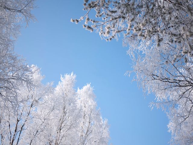 Winter scenery features frosty trees under a clear blue sky. Perfect for winter holiday cards, nature backgrounds, seasonal promotions, or outdoor adventure layouts. Highlights the beauty and tranquility of the cold season.