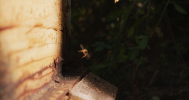 Close-up image showing a bee flying into an entrance of a wooden hive. Ideal for articles or educational content on beekeeping, natural habitats, pollination, or insect life cycles. This image can enhance content focusing on environmental conservation or the importance of bees in agriculture.