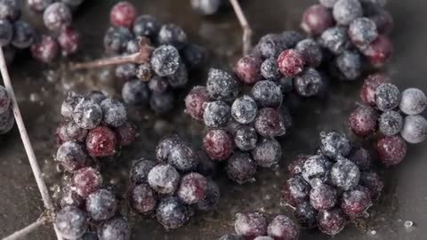 Pulling Back After Focus Shift Showing Frosted Grape Clusters with Water Droplets