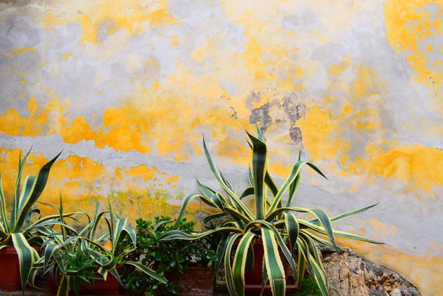 Dry-resistant agave plants and lush succulents are in front of a colorful, textured wall. This visual pop creates a striking urban garden scene. It is excellent for themes such as nature, urban greenery, rustic environments, and color contrasts, suitable for websites, blogs, and magazines focusing on gardening, interior design, and outdoor spaces.