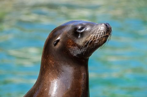 Sea lion blissfully embracing sunny day by ocean