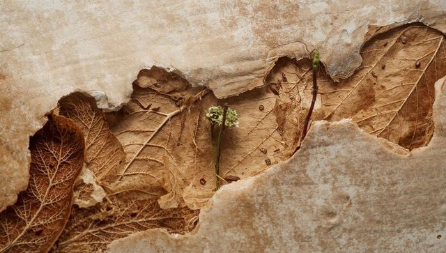 Torn paper revealing skeletonized leaves with tiny white blossoms macro texture