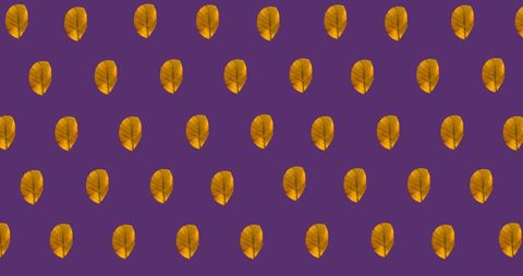 Pattern of Orange Autumn Leaves on Vibrant Purple Background - Download Free Stock Images Pikwizard.com