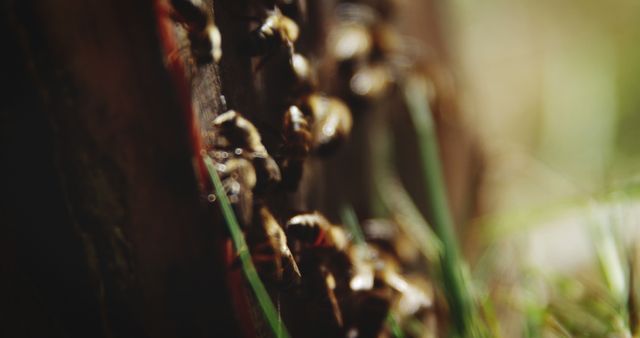 Close-up captures bees crawling on a wooden surface in a forest with grass in the foreground. Suitable for topics on wildlife, entomology, nature photography, ecosystems, and education on bees.