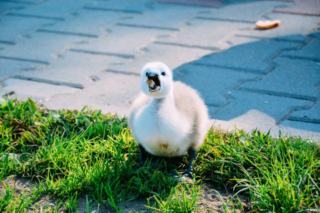 Baby swan stands on grassy area next to pavement with bright sunshine illuminating its fluffy feathers. Perfect for use in nature-themed materials, children's educational content, or spring and summer promotional designs.