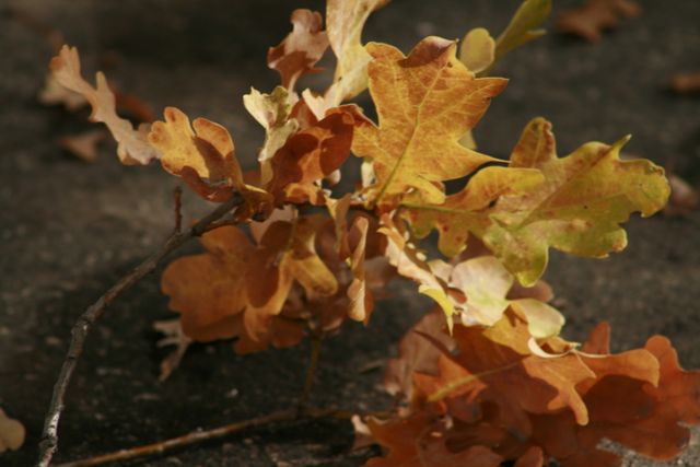This image features close-up oak leaves displaying fall colors, lying on the ground. Perfect for seasonal cards, nature blogs, autumn festival advertisements, or creating a cozy, rustic design atmosphere.