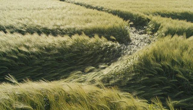 Swaying barley field showing winding track and sunlit ripples in rural farmland